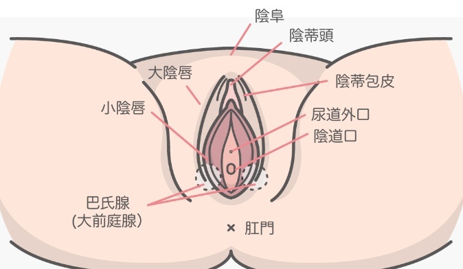 女性外部生殖结构详解（附示意图）