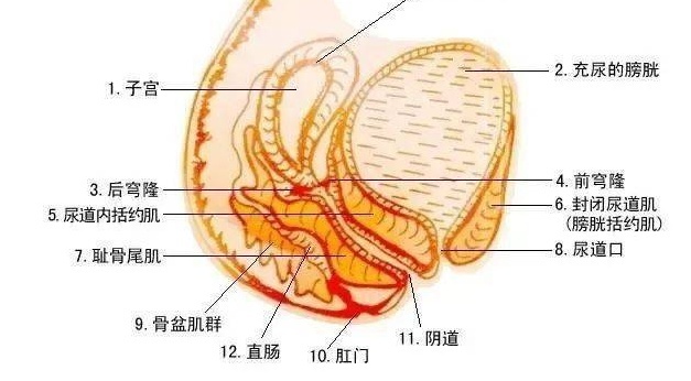 棉条塞到什么位置合适