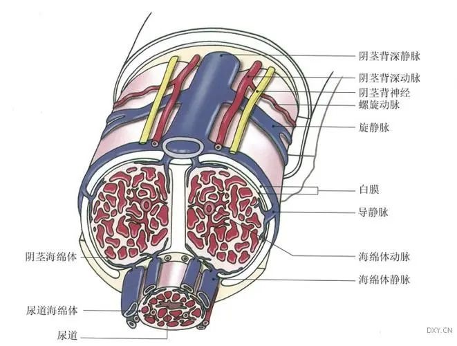 掌握这3个绝招，不怕男生硬不起立！