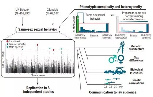 性取向与基因的关系 性取向是基因造成的吗