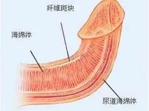 男性贴肚皮勃起正常吗