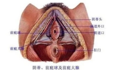 女生前庭是在哪个部位（附图片）