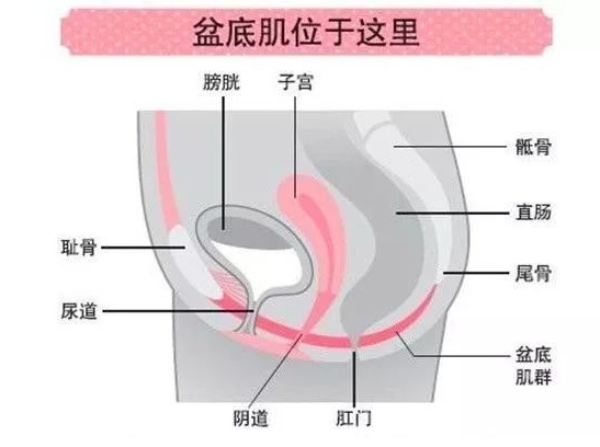 女性盆底肌损伤的危害有哪些