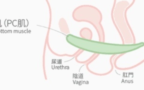 盆底肌训练方法