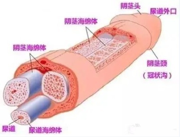 男生小兄弟立了的全过程