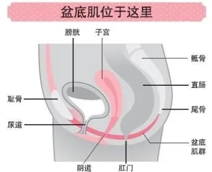 做凯格尔运动的好处和作用