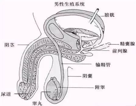 女生最想看的10个男生身体隐私小秘密