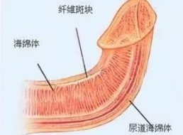 男人向上翘贴肚皮代表厉害吗