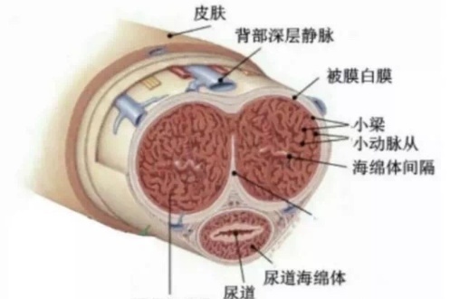 那些变长变粗的方法真的靠谱吗