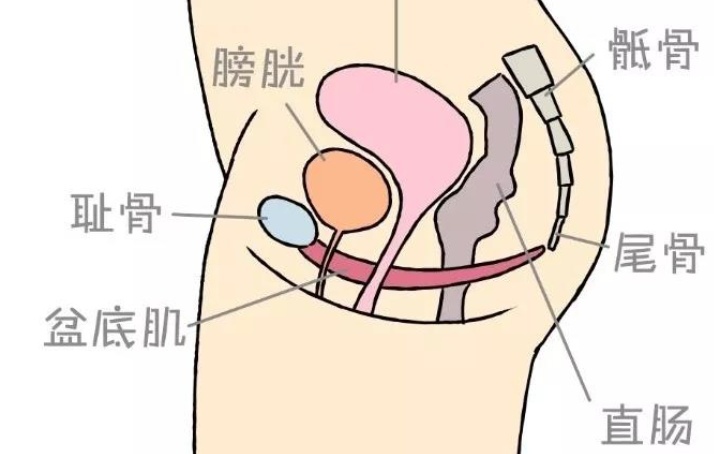 性能力的好坏，原来跟这块肌肉有关！