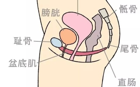 性能力的好坏，原来跟这块肌肉有关！