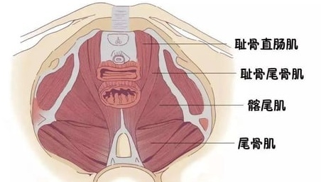 性能力的好坏，原来跟这块肌肉有关！