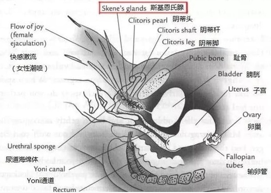 用手指抠到G点的正确打开姿势