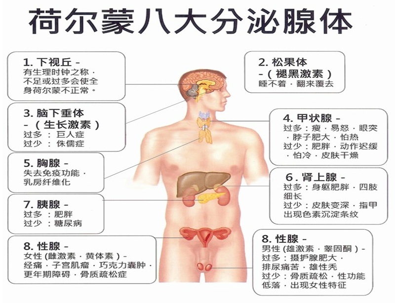 荷尔蒙对人体的重要性，90%的都不知道！