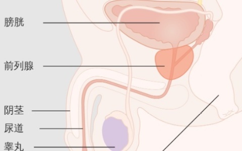 前列腺的主要生理功能是什么