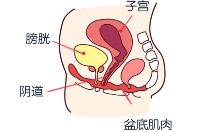 使用盆底肌哑铃锻炼真的有用吗