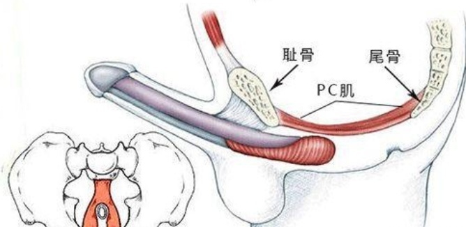 男士pc肌是什么意思