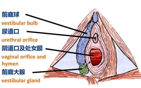 前庭大腺具体位置在哪里（附图片）