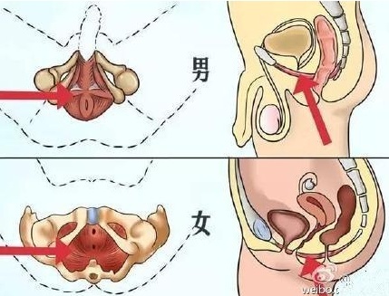 提肛对哪个脏器比较好