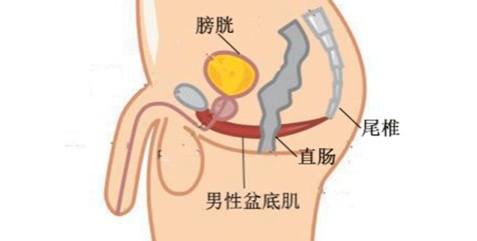 男性盆底肌的5大核心作用和功能