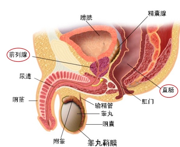 前列腺在直肠上面还是下面