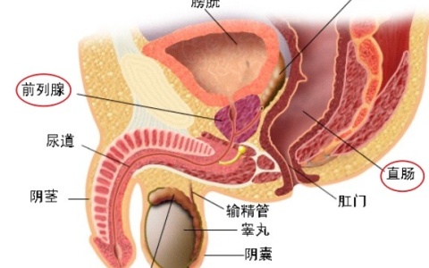 前列腺在直肠上面还是下面