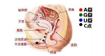 图解女性AUG点在哪里