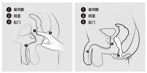 教你如何准确找到男人的P点位置