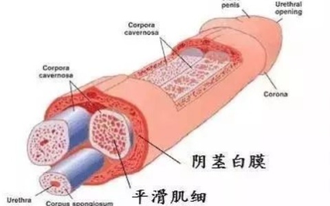 海绵体可以像肌肉一样锻炼吗