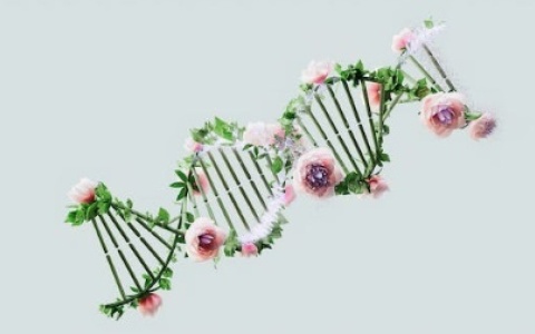 女性体内会带有前夫的基因吗