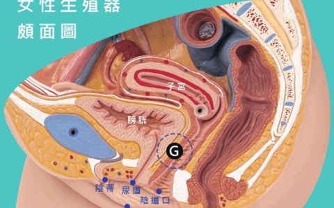 一次性搞清女性A、C、G、U、K点的准确位置