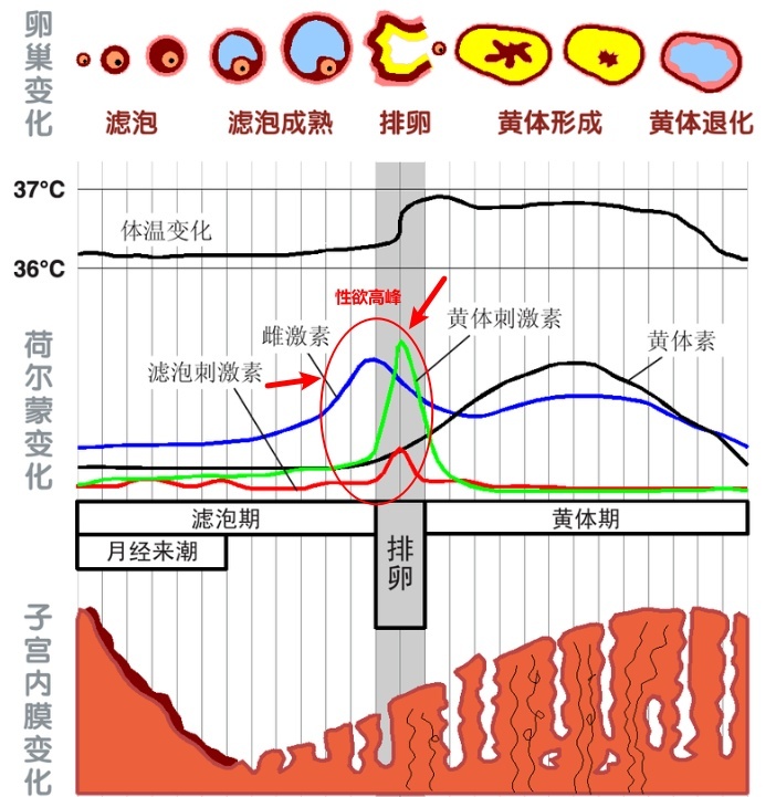 女性一个月中需求最旺表