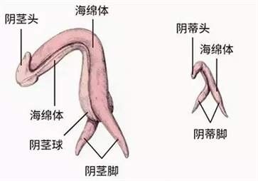 善用舌头，能舔到她高潮不断！