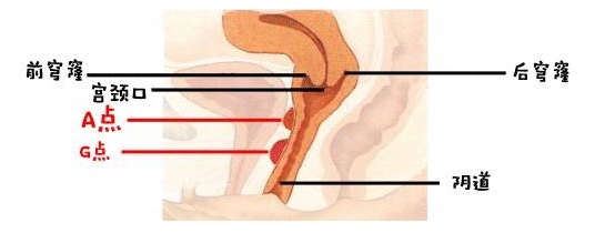 男生是怎么知道顶到宫颈的