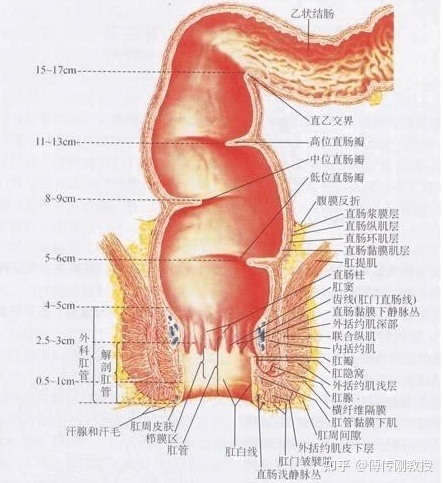 肛门能容忍42厘米长的异物吗