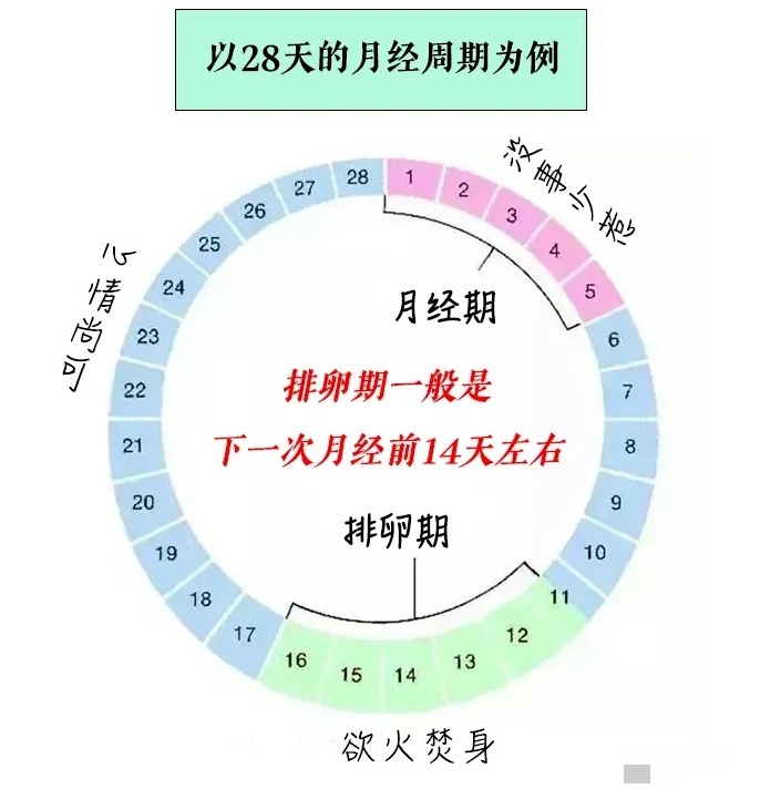 大姨妈和排卵期不是一回事