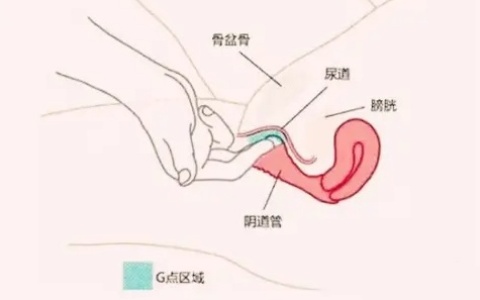 如何增加女生巢吹机会