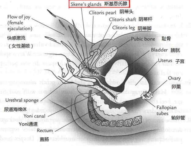 潮吹——谜一样的存在