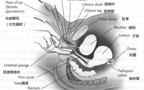 潮吹——谜一样的存在