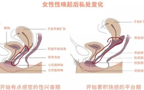 20多cm能不能到子宫口