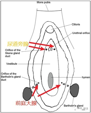 女生小喷泉的水到底从哪里来