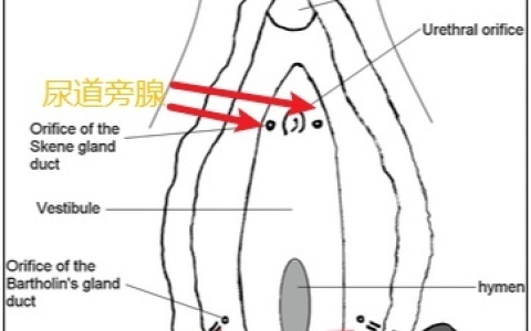 女生小喷泉的水到底从哪里来