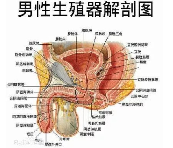 吃睾丸酮能增长20厘米吗？想多了！