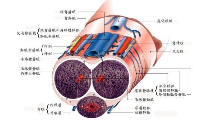 从软到立，丁丁到底经历了什么？