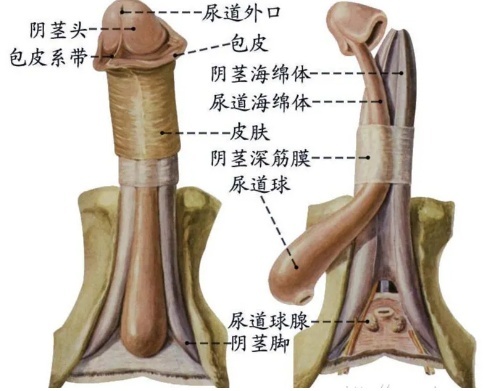 从软到立，丁丁到底经历了什么？