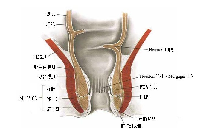 肛门的生理与解剖知识