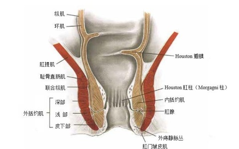 肛门的生理与解剖知识