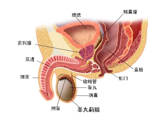 前列腺是什么？在人体什么位置？