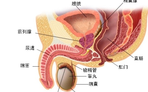 前列腺是什么？在人体什么位置？