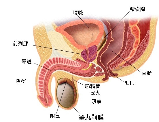 前列腺的生理解剖结构